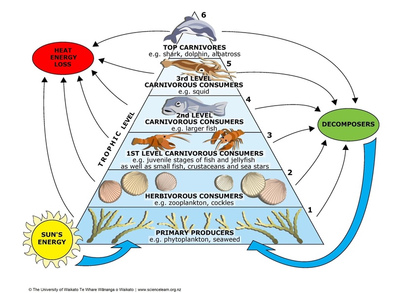 Marine food webs — Science Learning Hub