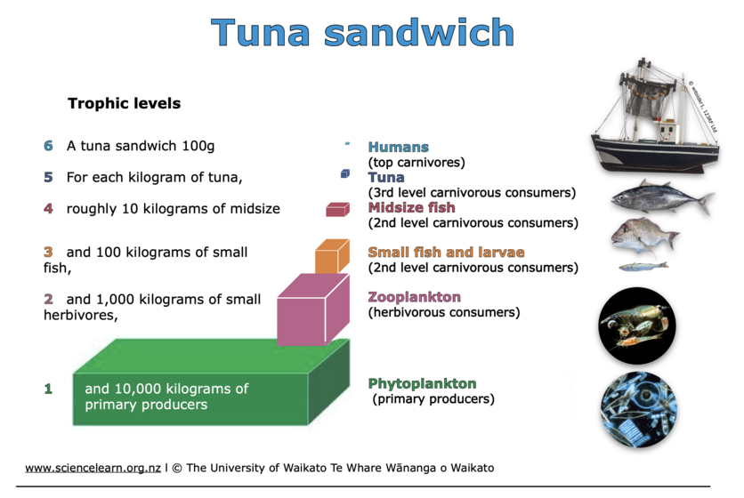 This Tuna sandwich diagram illustrates food web/trophic pyramid.