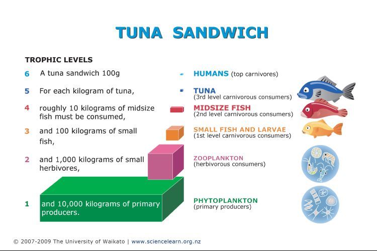 This Tuna sandwich diagram illustrates food web/trophic pyramid.