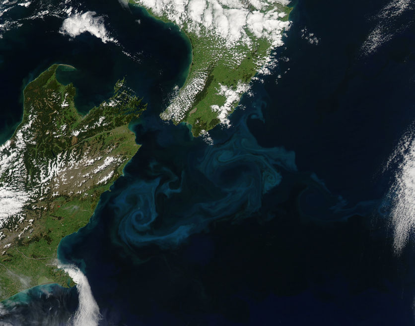 Large phytoplankton bloom that occurred around New Zealand, 2009