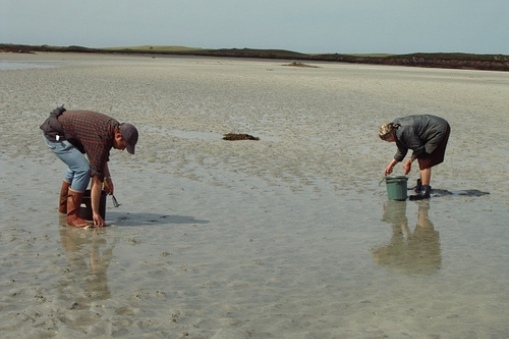 Two people harvesting cockles, New Zealand.