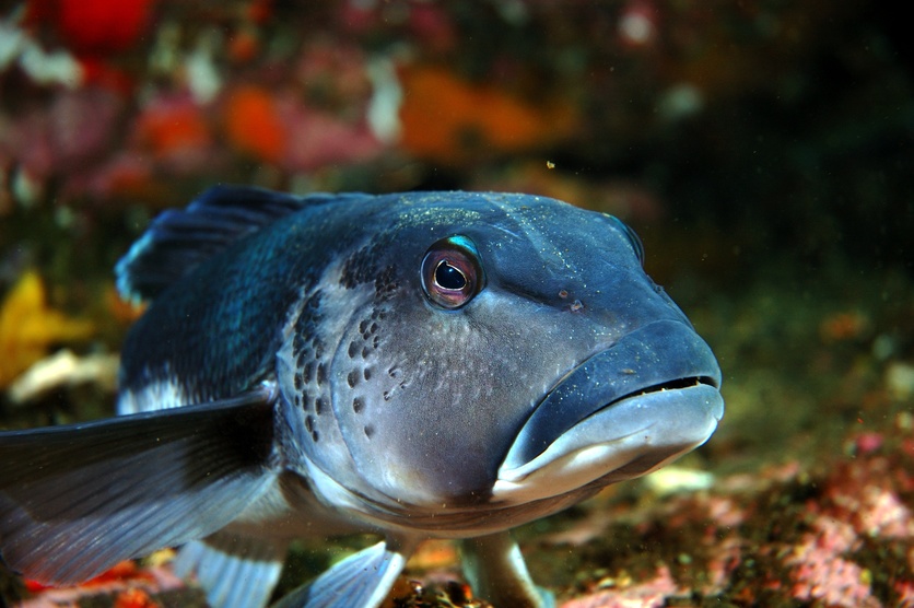 Close up of a Blue cod underwater.