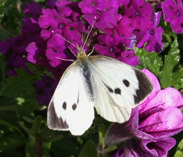 A female white butterfly on purple flowering plantt.