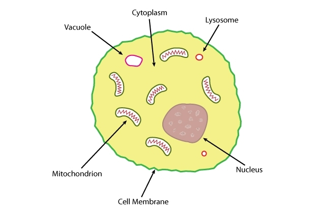 Animal cell of nucleus, cell membrane and some other organelles.