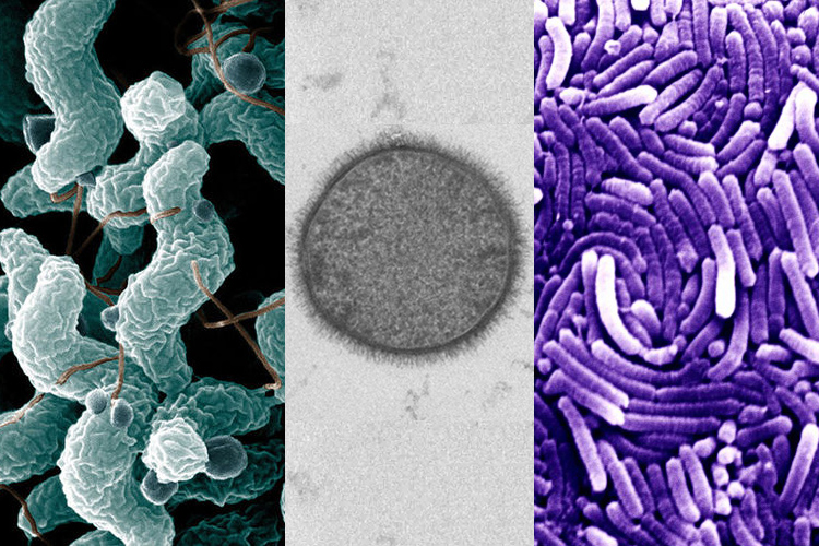 Extremophiles Journal Extremophiles Journal