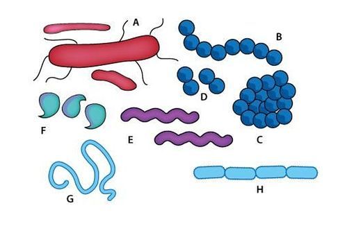 Diagram of the different shapes of bacteria. 