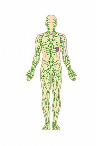 The lymph system — Science Learning Hub