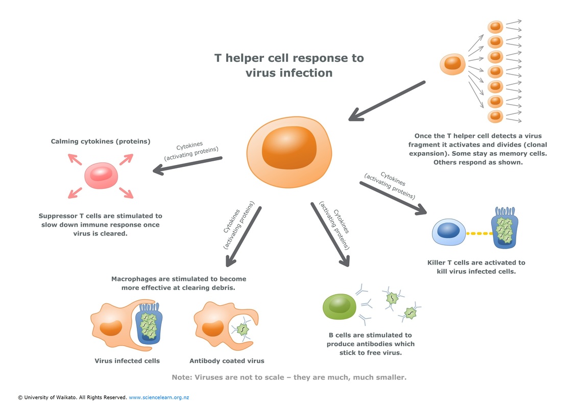 Diagram showing T helper cell response to virus infection. 