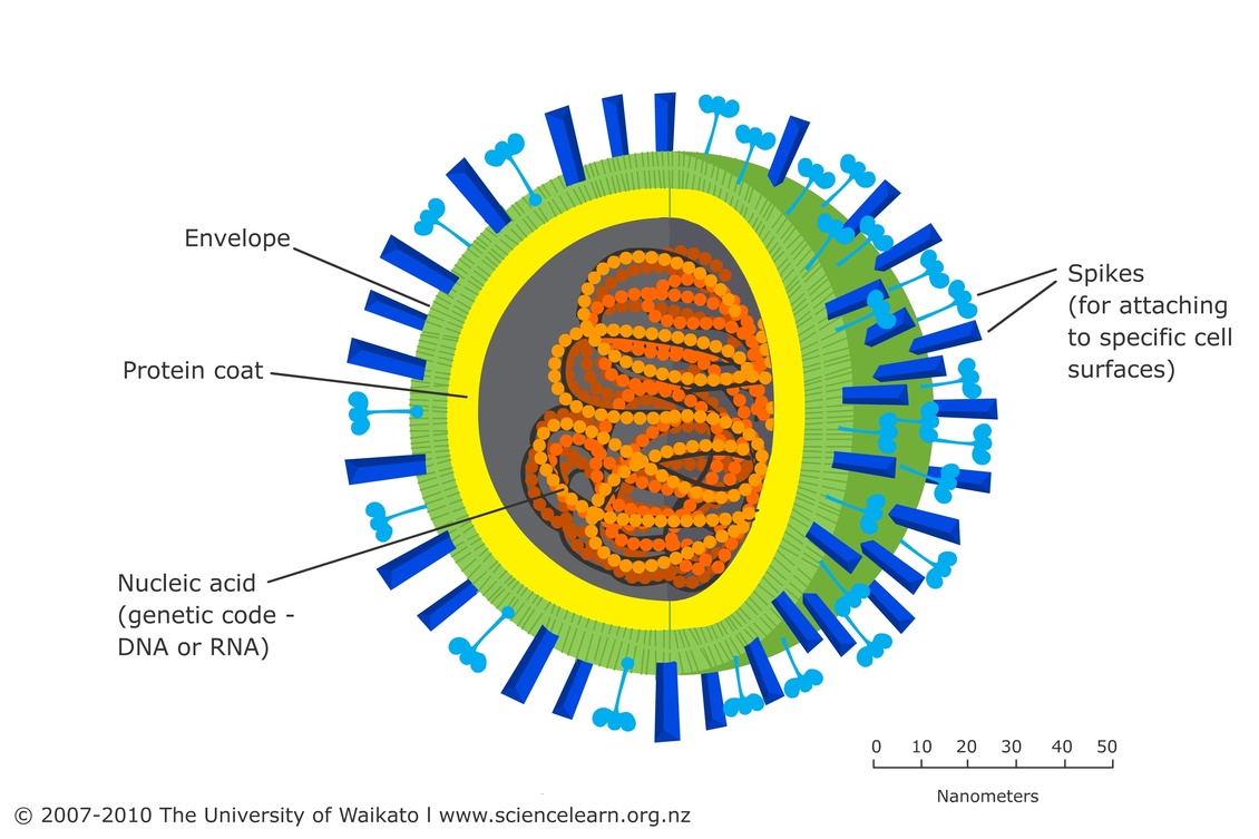 Diagram of a virus.