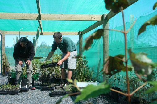 Two men looking after plants at Pa Harakeke Native Plant Nursery