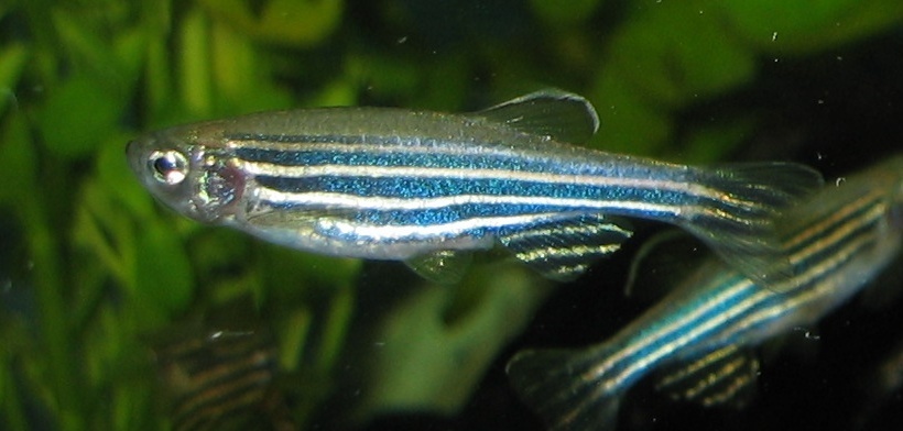 A female specimen of a zebrafish (Danio rerio)