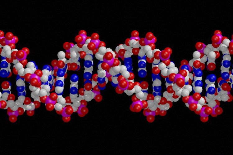 Model of a stretch of DNA approximately 12 base pairs in length.