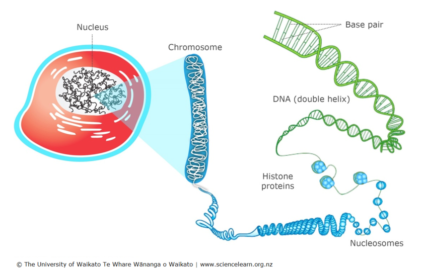 DNA, chromosomes and cells diagram