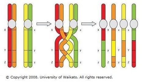Diagram showing chromosomes crossing over. 
