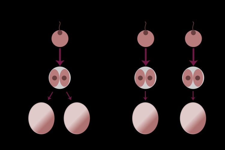 Illustration of egg split of Monozygotic versus dizygotic twins