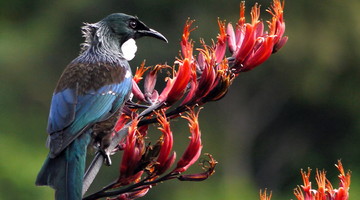 The tūī — Science Learning Hub