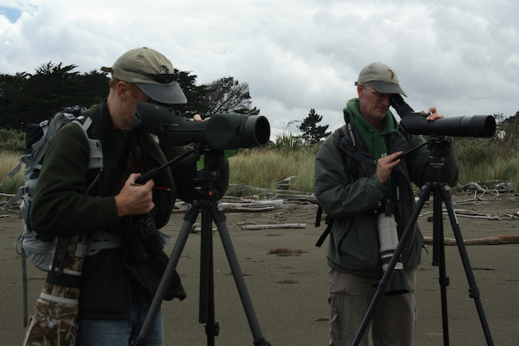 Ornithologists on beach with cameras studying godwits