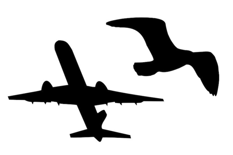 Black outline images of a plane and a bird in flight.
