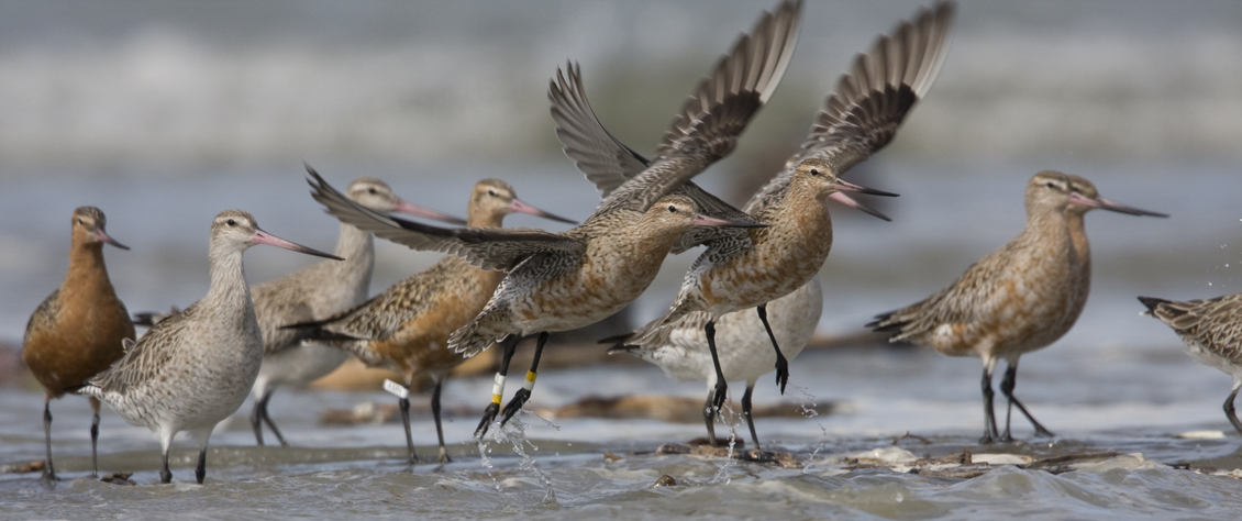 A group of godwits on a seashore, some about to fly.