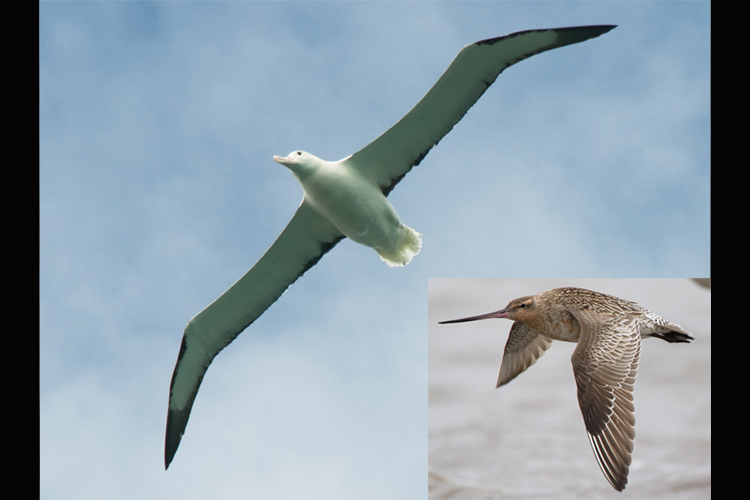 Northern Royal Albatross soaring in the sky & a Godwit flying
