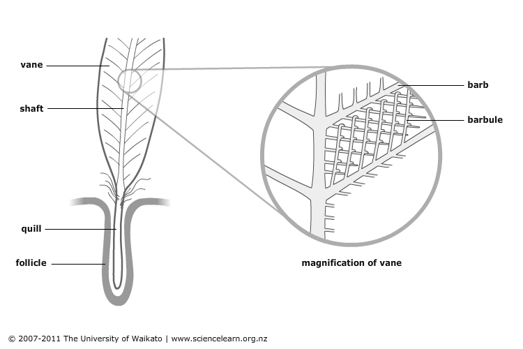Diagram showing parts of a feather. 