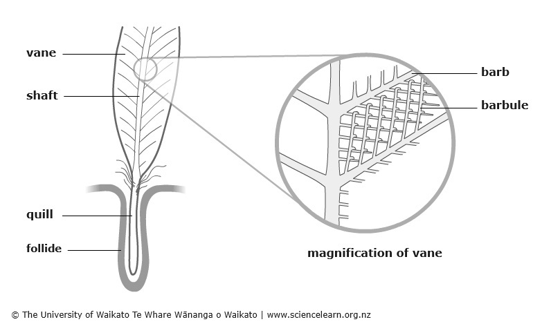 Diagram showing parts of a feather. 