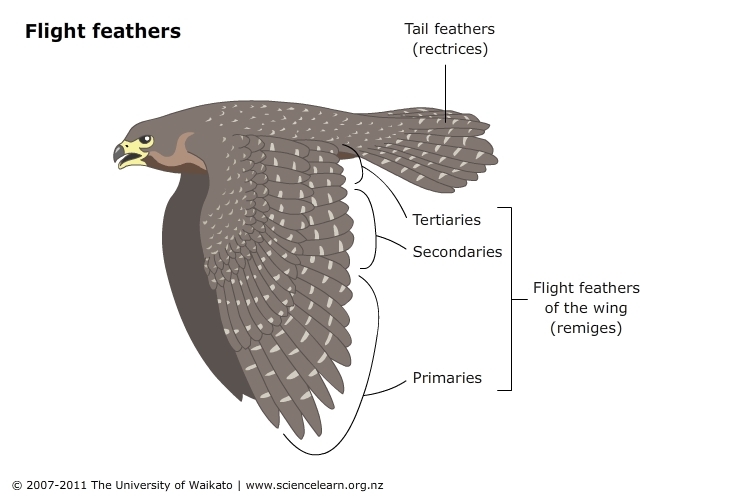 Feathers And Flight Science Learning Hub