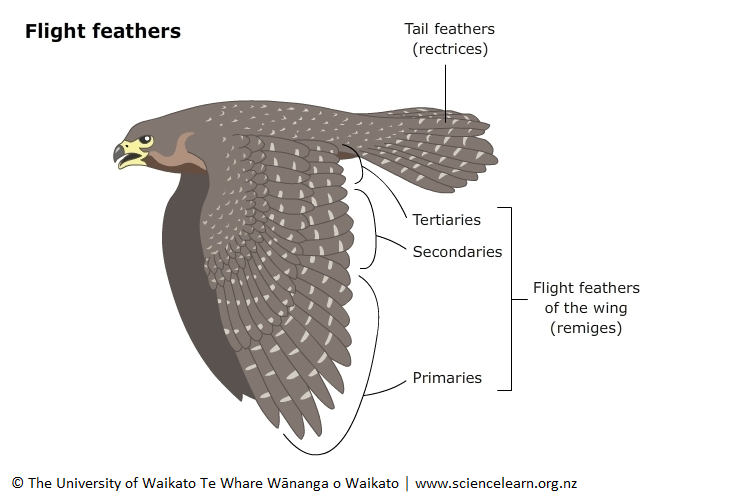 Bird Feathers – How Birds Use Them & Feather Types