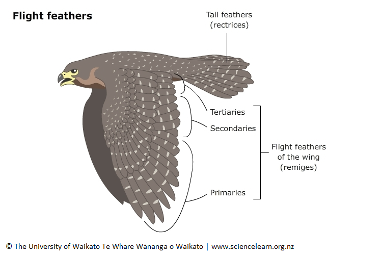 Diagram of flight feathers.