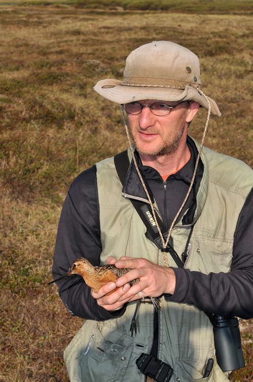 Ornithologist Jesse Conklin holing a godwit in the field