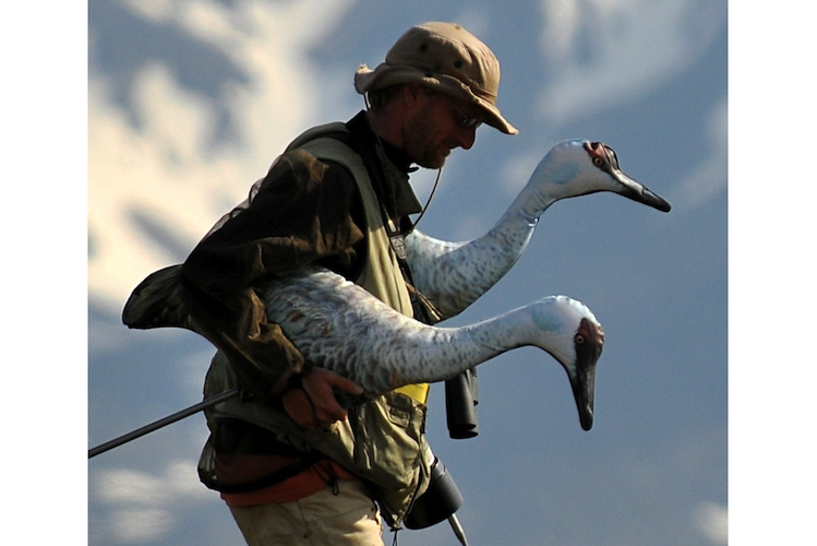 Researcher and inflatable cranes – decoys for catching godwits