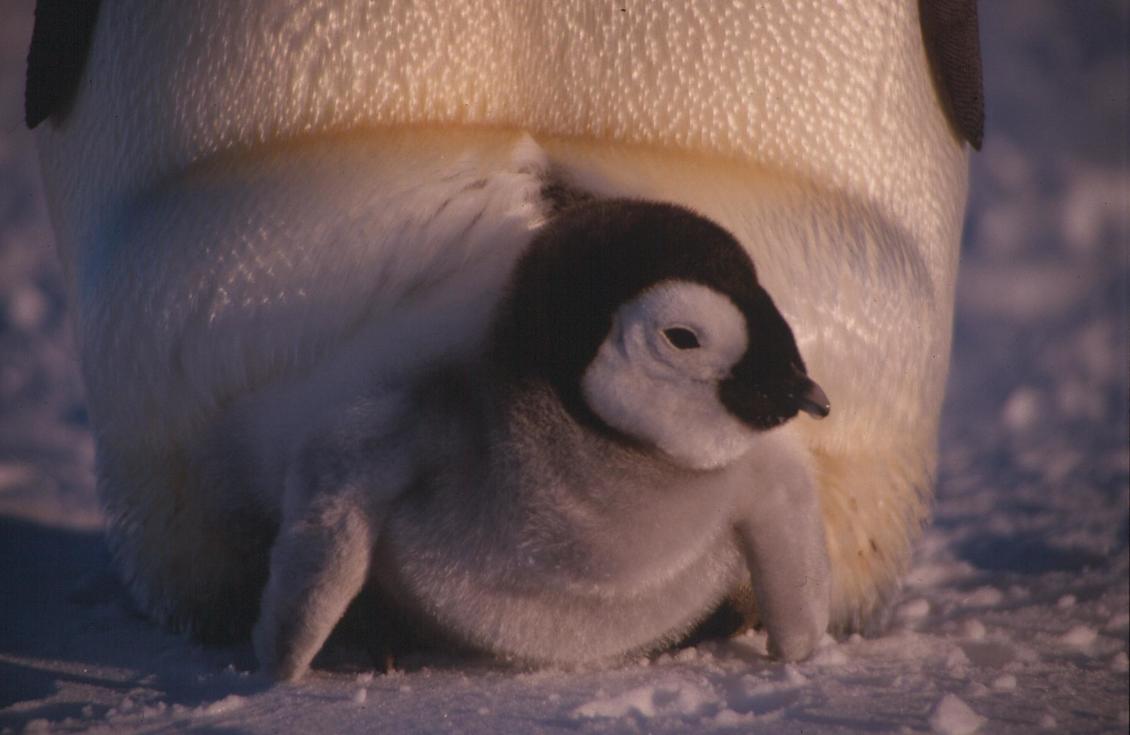 Emperor penguin (Aptenodytes forsteri) chick under parents feet