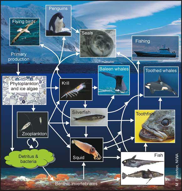 Antarctic marine ecosystem — Science Learning Hub