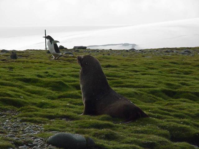 Wildlife on Antarctica’s peninsula on grass.