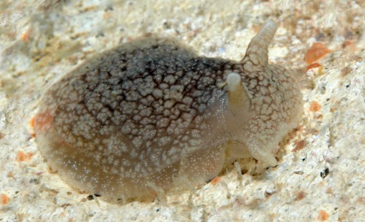 The grey side-gilled sea slug Pleurobranchaea maculata.