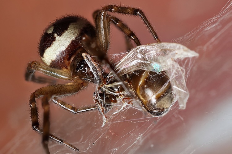 Spider killing a flying ant and wrapping in silk web.
