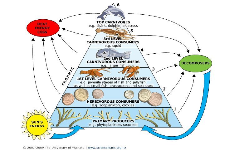 Marine trophic pyramid food webs diagram. 