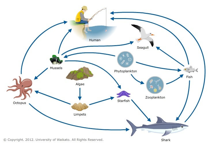 Diagram of a Marine food web. 