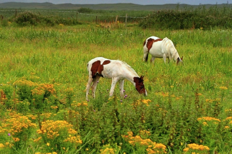 2 Horses grazing in a field of ragwort, Castlegregory, Co Kerry.