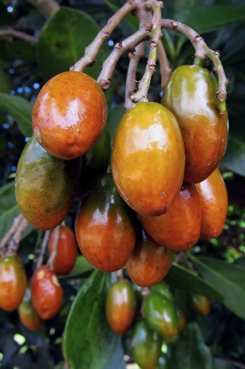 Cluster of Karaka berries (Corynocarpus laevigatus). 