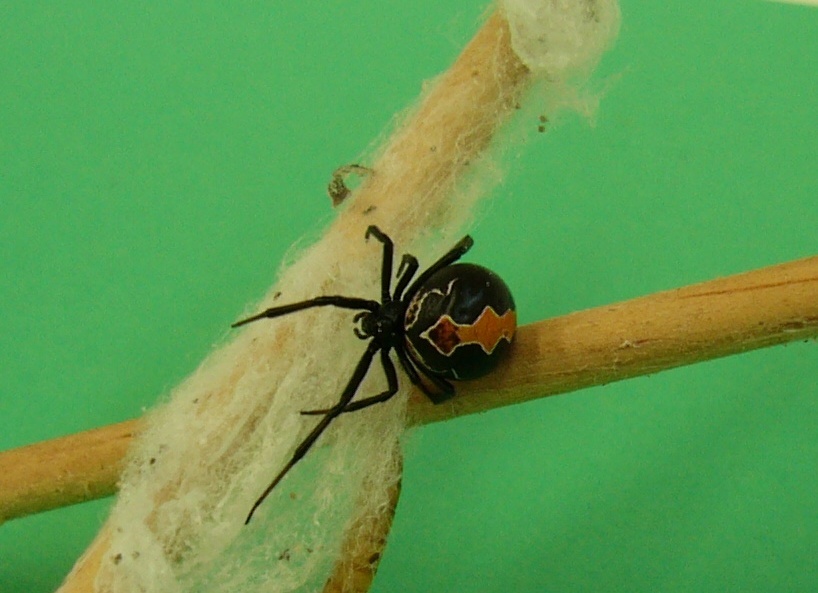 Katipō (Latrodectus katipo) spider.