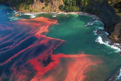 A red tide algal bloom at Leigh, near Cape Rodney, New Zealand