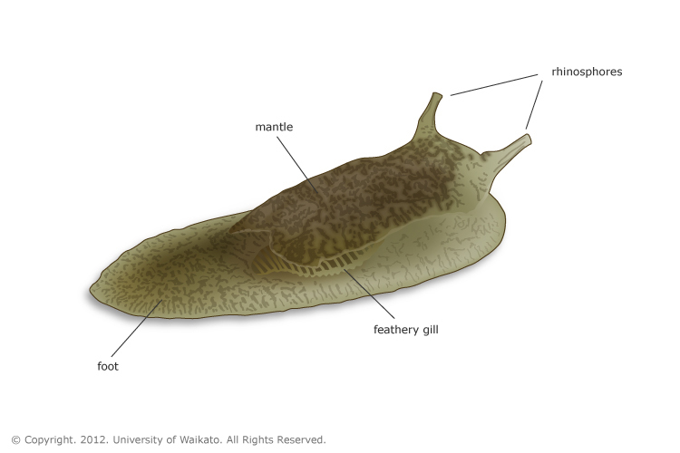 Diagram showing the main parts of a grey side-gilled sea slug.
