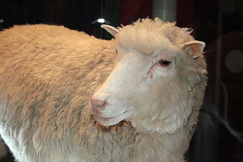 Dolly the first cloned sheep.