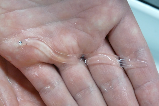 Hand holding a translucent glass eel.