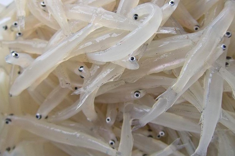 White baits deals