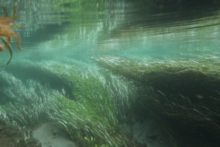 River ecosystems — Science Learning Hub