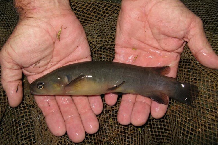 A Banded kōkopu being held in two hands.