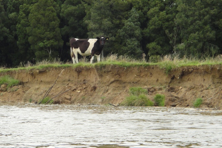 Black and white cow standing next to a river bank. 
