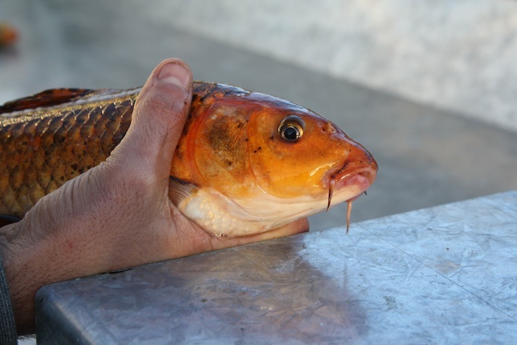 Hand holding bidy and head of a dead koi carp fish. 